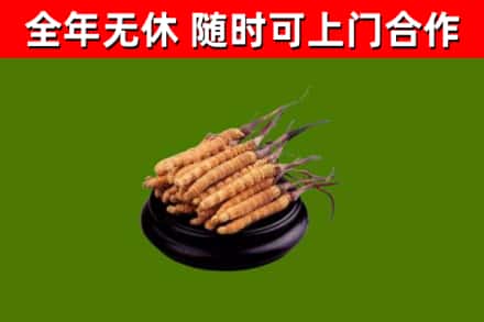 红河县回收冬虫夏草