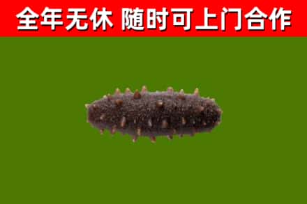 红河县回收海参干